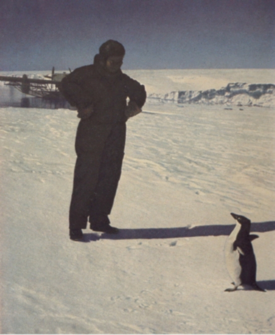 Kaiserpinguine bringt die Antarktisexpedition zum ersten Mal lebend nach Deutschland 1939